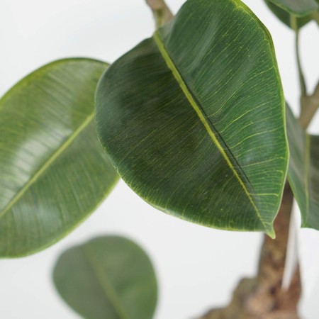 Ficus Artificial 140 cm | Ukukhome